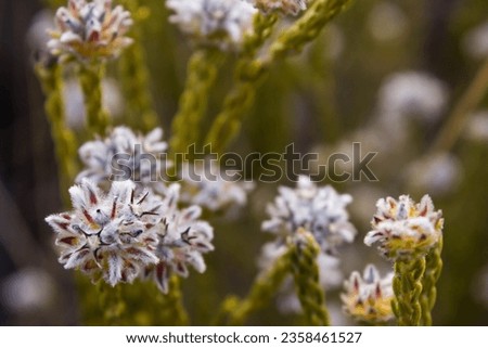 Close-up of the strange hairy flowers of the Trichocephalus stipularis, commonly known as a Dogface, growing wild in the Cederberg Mountains, South Africa. Royalty-Free Stock Photo #2358461527