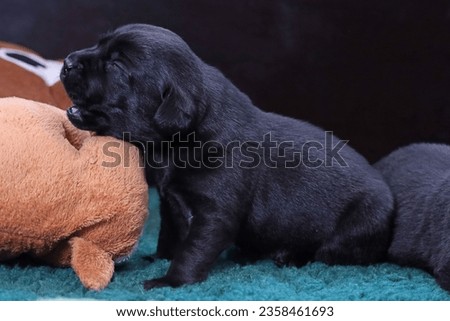 Two-week-old black Labrador puppy is whining. Royalty-Free Stock Photo #2358461693