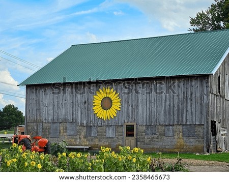 Orange farm tractor in sunflowers with old rustic wooden barn