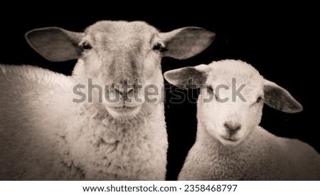 Mother Sheep And Baby Sheep Closeup  Royalty-Free Stock Photo #2358468797