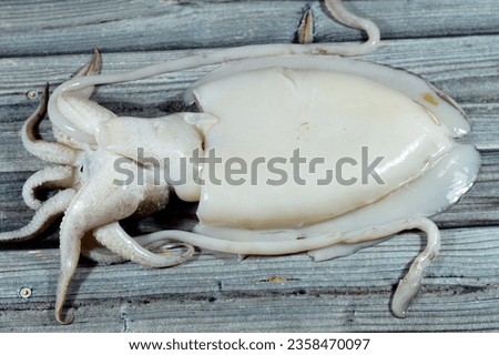 Fresh raw uncooked squid, a mollusc with an elongated soft body, large eyes, eight arms, and two tentacles in the superorder Decapodiformes, Squid can change colour for camouflage and signalling
