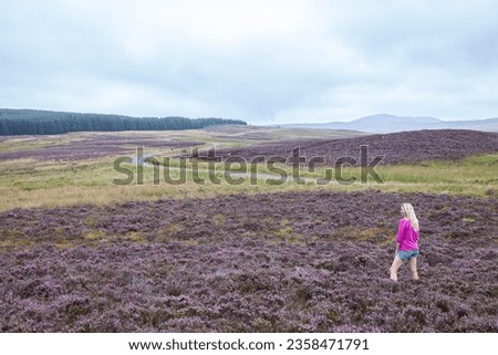Blonde woman tourist walking in Scotland in field of heather, calluna in full bloom. Dramatic clouds, peaceful photo, contrast. 