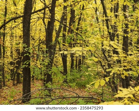 Beautiful autumn landscape. Colorful leaves in a picturesque autumn forest