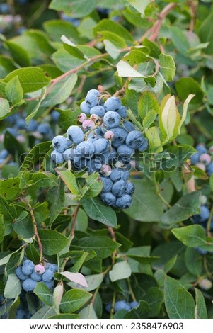 Bunch of cultivated blueberries on bush in agriculture field with leaves Royalty-Free Stock Photo #2358476903