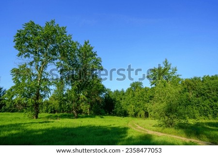 Summer view of the road in a sparse forest enveloping a clearing Royalty-Free Stock Photo #2358477053