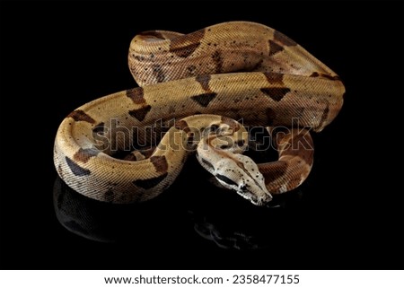 boa imperator isolated on black background, central American boa or acaolombian boa Royalty-Free Stock Photo #2358477155