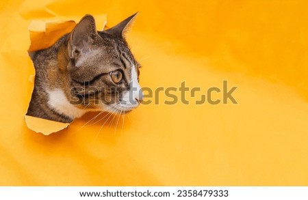 Portrait of cute tabby cat climbs out of hole in orange background with copy space.