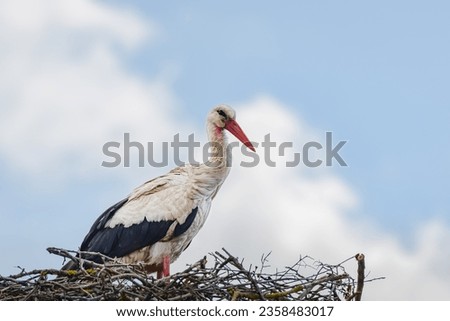 White stork (Ciconia ciconia) a large wading bird with black and white plumage sits high in the nest.