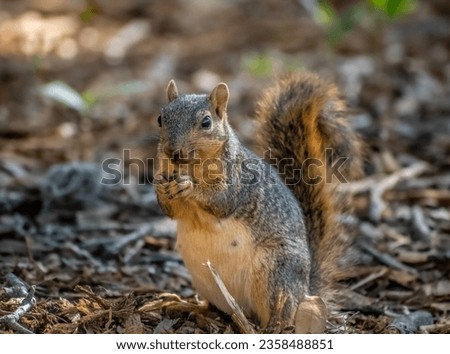 Squirrels can be found across the United States. I photographed this squirrel in Texas. In the heat, she found ways to cool down in the shade. I watched her climb trees and forage for buried nuts.