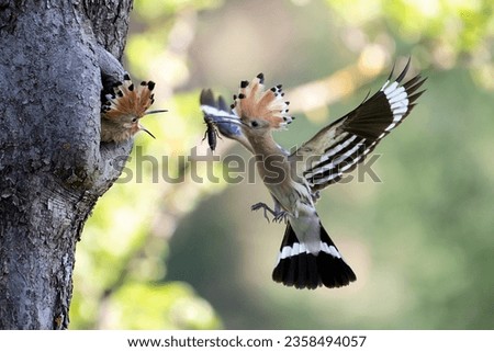 eurasian hoopoe, upupa epops, feeding chick inside tree in summer nature. Little birds eating from mother from hole in wood during summertime. Feathered animal with crest in flight with worm in beak. 