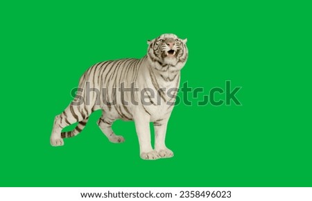 Tiger on green screen. white tiger green screen. white tiger. Bengal tiger. royal. big cat. animal day. Indian 