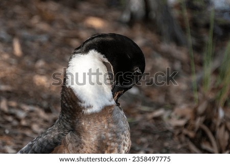 Closeup of a duck preening itself