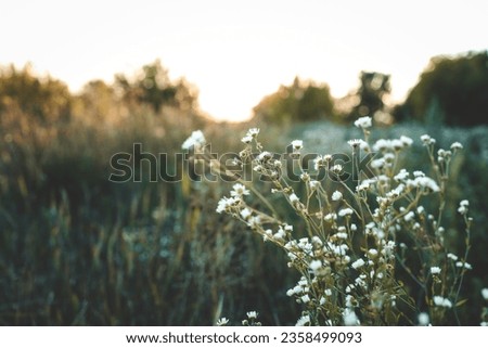Beautiful summer background with wildflowers at sunset.