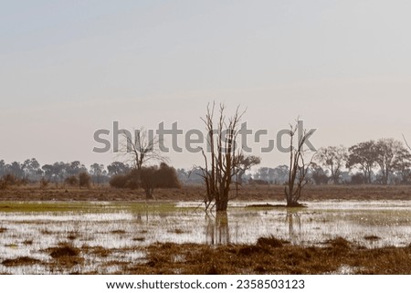 landscape of Okavango Delta or Okavango Grassland, Botswana