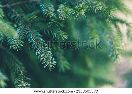 Christmas tree branches background. Green winter fir wallpaper. New Year design