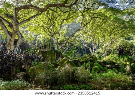 Lush jungle canopy with beautiful tropical vegetation on the hike through Waimea Falls Park and Botanical Gardens on the North Shore of Oahu, Hawaii, USA.