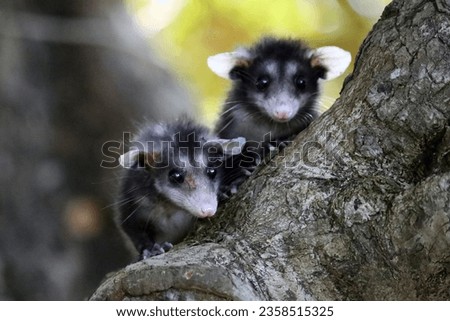 Baby opossums in Costa Rica