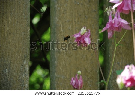 Aquilegia vulgaris garden flowers. Several light pink flowers on thin long stems with a bell-like bud. A black and yellow bumblebee sits on a flower. The insect came in search of sweet flower nectar.