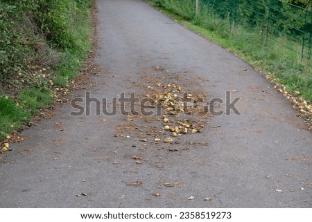 fallen fruits lie on the asphalted forest path