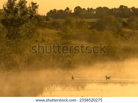 Yellow and orange and purple sunrise colours . Sunrise over the river with forest around . Animals on the water . Foggy morning . Sun and trees 