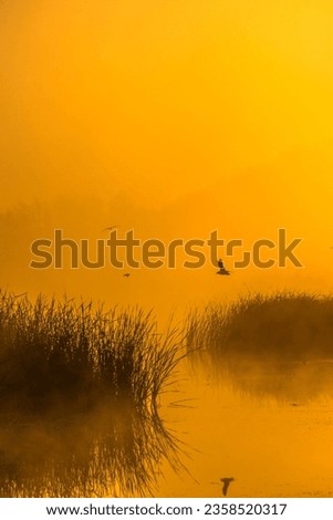 Yellow and orange and purple sunrise colours . Sunrise over the river with forest around . Animals on the water . Foggy morning . Sun and trees 