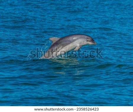 A view of a dolphin breaching in Cardigan Bay close to the town at New Quay, Wales in summertime Royalty-Free Stock Photo #2358526423
