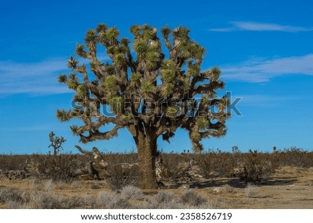 Single Yucca Tree with blue sky background