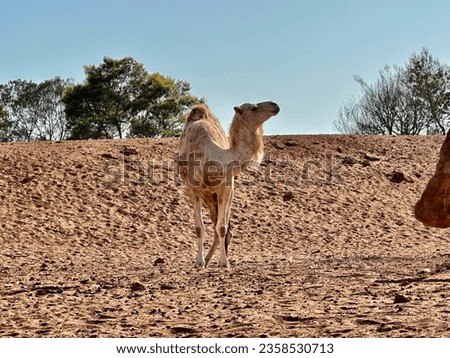 Camelus dromedarius in zoological garden of rabat Morocco. National zoo rabat. 