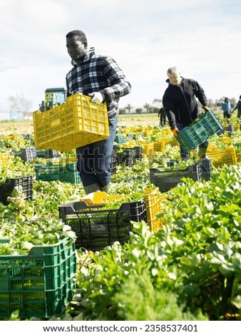 African American man engaged in celery growing, carrying crates with freshly harvested leafy vegetables on farm field Royalty-Free Stock Photo #2358537401