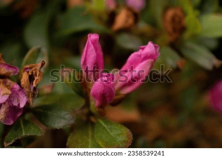 The picture of young Azalea flower plant with pink and green color that bring a perfect mixture of color.