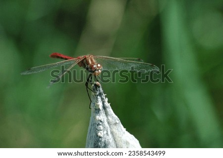 pictures of landscape, flowers, dragonflies and nature