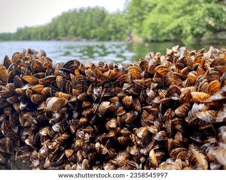 Dense Collection of Zebra Mussels Royalty-Free Stock Photo #2358545997