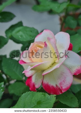 Beautiful pink and white rose blooming in the garden