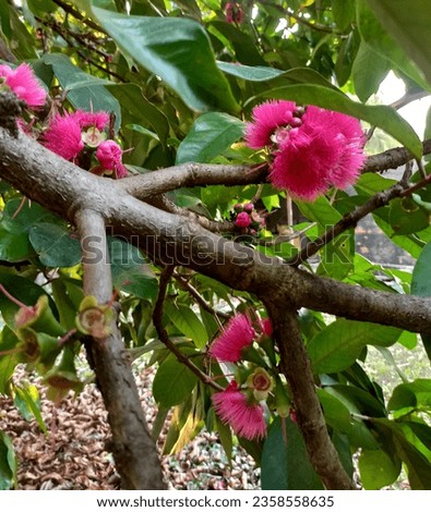 Closeup of flowers on the jamb tree.