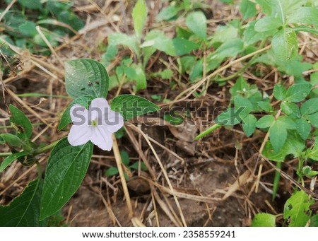 a photography of a single flower in the middle of a field, earthstarch flower in the middle of a field of grass and weeds.
