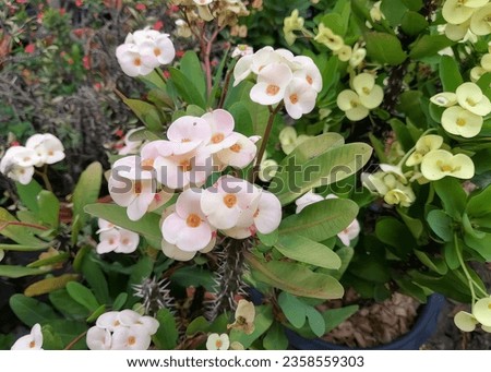 a photography of a bunch of flowers that are in a pot, flowerpots with white and pink flowers in a garden.