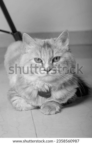 Persian cat posing in front of studio camera