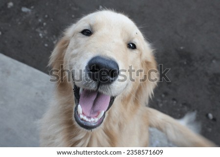 Close-up portrait photo of a Golden Retriever dog's smiling face with its tongue sticking out