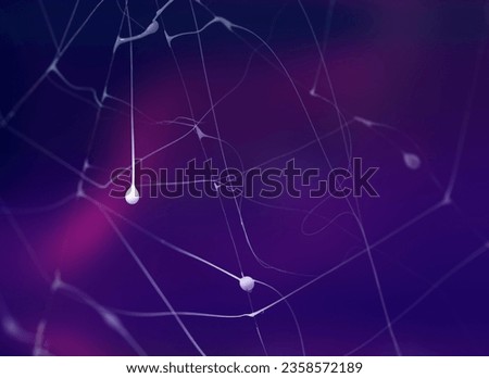 Spider web ghost on purple and dark blue.
