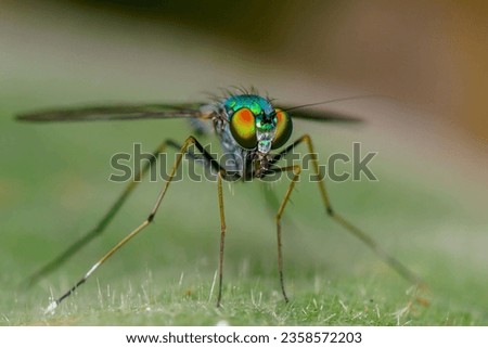 A Fly's Delicate Dance on the Lush Green Stage