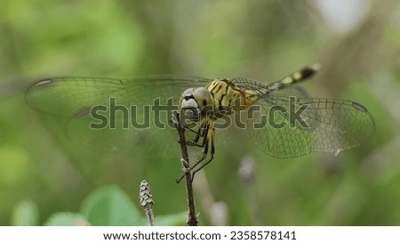 Dragonfly resting while waiting for prey in nature