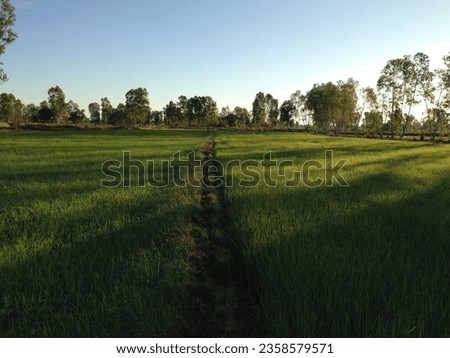Green fields are a sign of regularity and abundance in life.