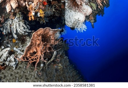 Corals of the underwater world of the sea. Underwater world. Underwater life scene. Coral underwater Royalty-Free Stock Photo #2358581381