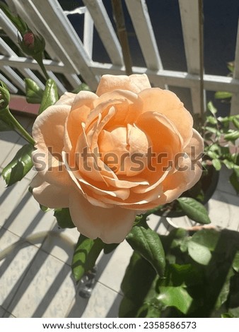Japanese Rose.Name is Robin species,blooming flower,reflection of sunlight shining around