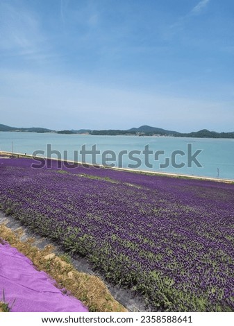This picture shows a natural combination of lavender and the sea. This picture was taken on an island in Korea. Purple flowers, the blue sea, and the blue sky are in harmony.       