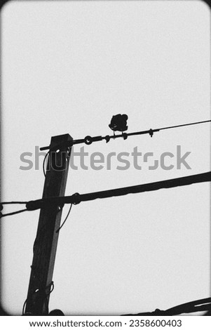 The bird perched on a power line, a vertical photograph, black-and-white, vintage film style