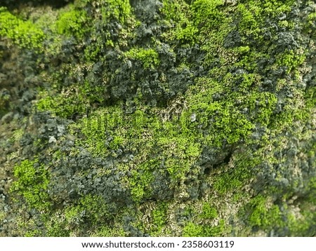 close up green mossy walls Royalty-Free Stock Photo #2358603119