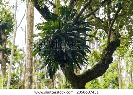 Epiphyte plant growing on big tree Royalty-Free Stock Photo #2358607451