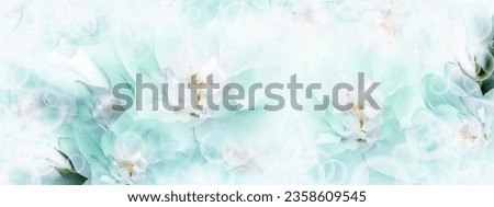Jasmine  white-turquoise  flowers. Floral spring background.  Close-up.  Nature.