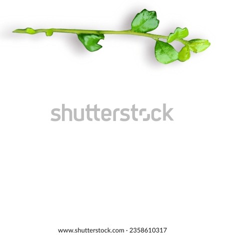 Nature images of objects on a white background, branches and flowers standing out on a white background, isolated images of tree stems, green leaves, and colorful flowers make the image stand out,